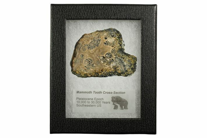 Mammoth Molar Section With Case - South Carolina #349959